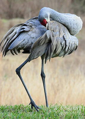 Outdoor Graphic Tees Rights Managed Images - Beautiful Preening Sandhill Crane Royalty-Free Image by Carol Groenen