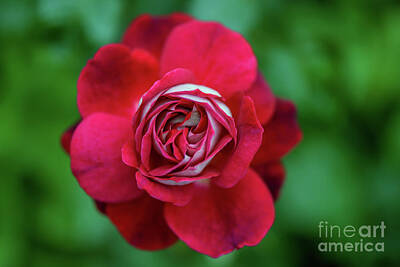 Roses Royalty Free Images - Red Rose With White Petals, Picture From Above Royalty-Free Image by Viktor Birkus