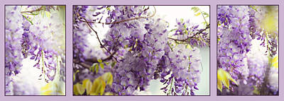 Florals Photos - Beauty of Wisteria. Purple. Triptych by Jenny Rainbow