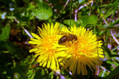 Seascapes Larry Marshall - Bee and dandelion by Jean Evans