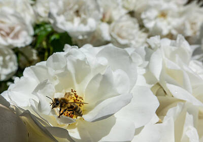 Thomas Kinkade - Bee on White Roses by Elizabeth Waitinas