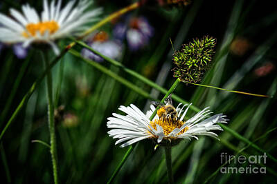 Vintage Signs - Bee on Wildflower by Dianne Phelps