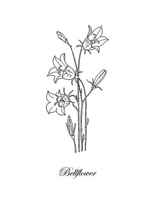 Floral Drawings - Bellflower. Botanical by Masha Batkova