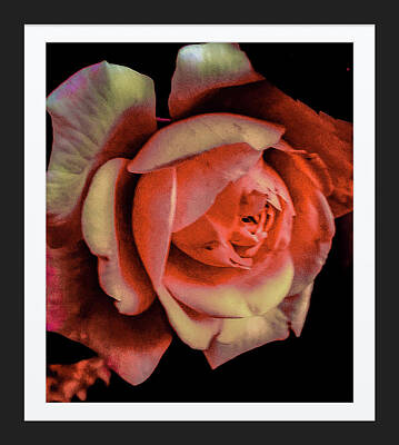 Roses Royalty-Free and Rights-Managed Images - Beloved  by Shirley Anderson