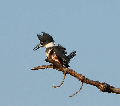 Olympic Sports - Belted Kingfisher  by Barbara Bowen