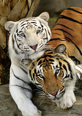 Wild And Wacky Portraits - Bengal Tigers at play by Bill Dodsworth