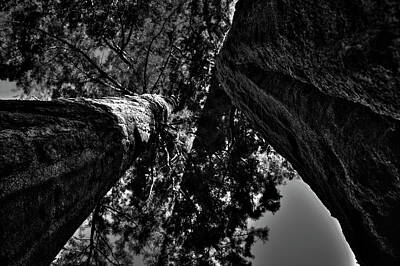 Travel - Between Two Sequoias by Roger Passman