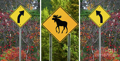 Anne Geddes For The Nursery - Beware Of The Moose Triptych  by Les Palenik