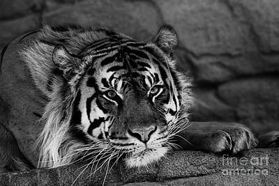 On Trend Light And Airy Rights Managed Images - Big Cats 98 Royalty-Free Image by Ben Yassa