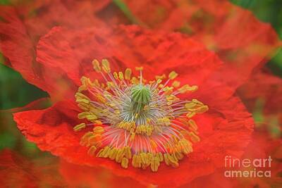 Abstract Flowers Royalty Free Images - Big Poppy II Royalty-Free Image by Veikko Suikkanen