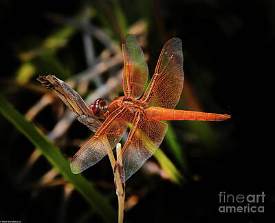 National And State Parks - Big Red Skimmer by Mitch Shindelbower