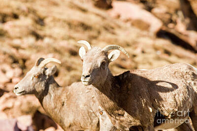 Steven Krull Royalty-Free and Rights-Managed Images - Bighorn Sheep High on Pikes Peak by Steven Krull