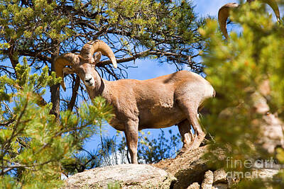 Steven Krull Royalty-Free and Rights-Managed Images - Bighorn Sheep in the San Isabel National Forest by Steven Krull