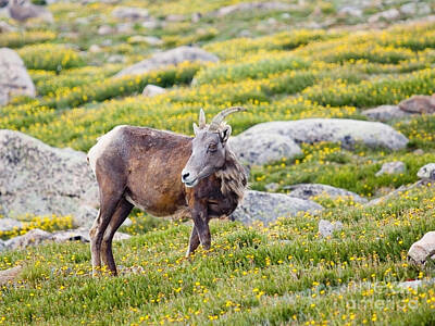 Steven Krull Royalty-Free and Rights-Managed Images - Bighorn Sheep on Mount Evans by Steven Krull