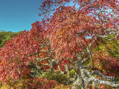 Sports Tees - Biltmore Japanese Red Maple by Dale Powell