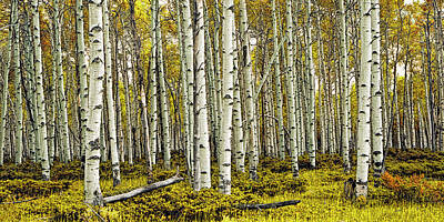 Randall Nyhof Royalty-Free and Rights-Managed Images - Birch Tree Forest Panoramic by Randall Nyhof