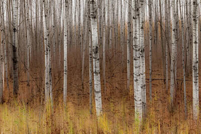 Abstract Landscape Photos - Birch Trees Abstract #2 by Patti Deters