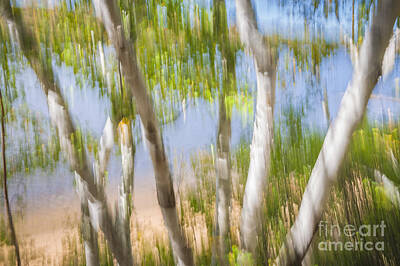 Abstract Landscape Rights Managed Images - Birch trees on lake shore Royalty-Free Image by Elena Elisseeva