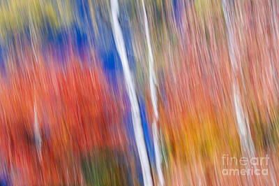 Abstract Landscape Rights Managed Images - Birches in red forest Royalty-Free Image by Elena Elisseeva
