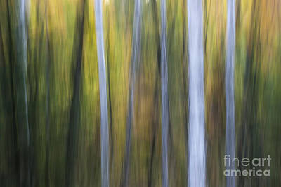 Abstract Royalty Free Images - Birches in twilight Royalty-Free Image by Elena Elisseeva