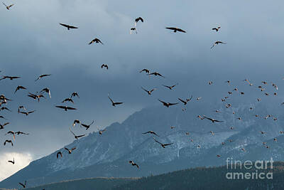 Steven Krull Royalty Free Images - Birds and Storm Clouds on Pikes Peak Royalty-Free Image by Steven Krull