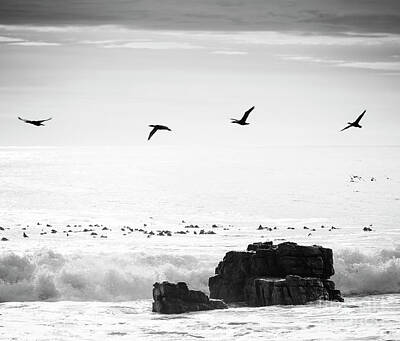 Animals Photos - Birds Flying Over Ocean Black and White by THP Creative