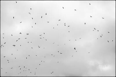 Urban Abstracts Royalty Free Images - Birds on Parisian Sky Royalty-Free Image by Lazh Lo