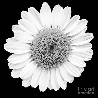 Classic Motorcycles - Black and White Daisy with Black Background by Keith Ptak