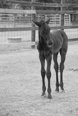 Baby Animal Heads Amy Hamilton - Black and White Foal by Max Mullins