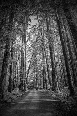 Recently Sold - Randall Nyhof Royalty-Free and Rights-Managed Images - Black and White of a Road in a Vancouver Island Rain Forest by Randall Nyhof