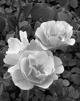Floral Photos - Black and White Roses 1 by Amy Fose