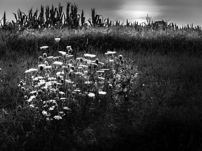 Vintage Country Maps - Black and White wildflower clump. by Gene Camarco