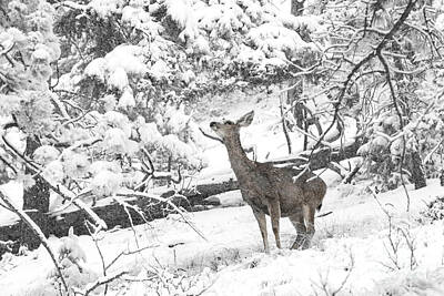 Steven Krull Royalty Free Images - Black and White Mule Deer in Snow Royalty-Free Image by Steven Krull