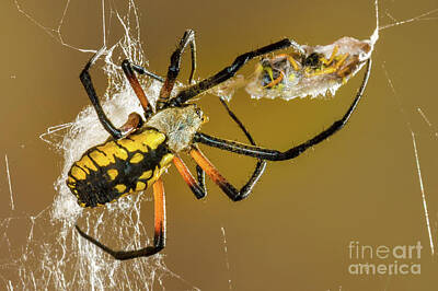 States As License Plates - Black and Yellow Argiope with Hornet by Jerry Fornarotto