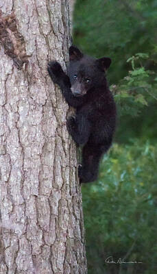 Dan Beauvais Royalty-Free and Rights-Managed Images - Black Bear Cub in Tree 9525 by Dan Beauvais