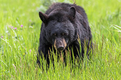 Bowling - Black Bear On The Prowl by Tony Hake