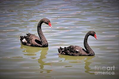 Mother And Child Paintings - Black Beauty Swan Lake by Diann Fisher