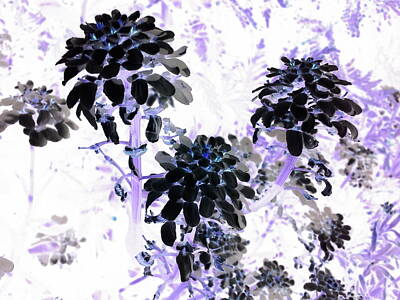 Orphelia Aristal Royalty-Free and Rights-Managed Images - Black Blooms I I by Orphelia Aristal