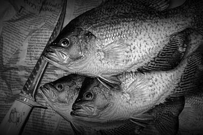 Randall Nyhof Royalty Free Images - Black Crappie Panfish with Fish Filet Knife in Black and White Royalty-Free Image by Randall Nyhof