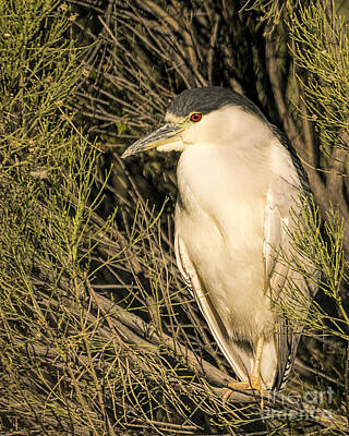 Paintings For Children Cindy Thornton - Black-crowned Night Heron by Priscilla Burgers