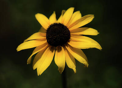 Wild And Wacky Portraits - Black Eyed Susan by Charles Meador