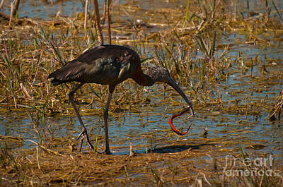 Reptiles Royalty Free Images - Black Ibis with Snake 2 Royalty-Free Image by Photos By Cassandra
