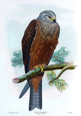 Summer Trends 18 - Black Kite Hawk Antique Bird Print Birds of Great Britain by Orchard Arts