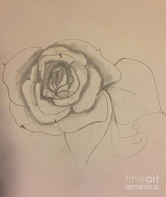 Roses Drawings - Black n white Rose by Shylee Charlton