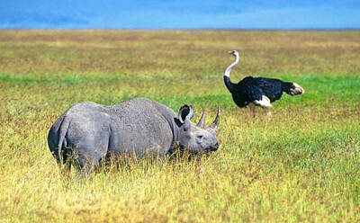 Gaugin - Black Rhinocerous by Buddy Mays