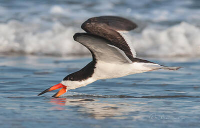 Dan Beauvais Royalty-Free and Rights-Managed Images - Black Skimmer 6227 by Dan Beauvais
