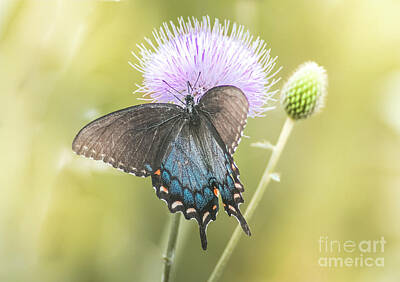 Sultry Flowers - Black Swallotail Butterfly In Thistle by Robert Frederick