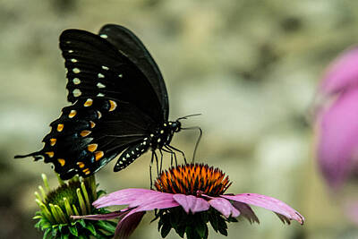 World Forgotten - Black Swallowtail Butterfly Feeding on Cone Flower by Douglas Barnett