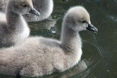 New Yorker Cartoons Royalty Free Images - Black Swan Cygnets Royalty-Free Image by Jill Black
