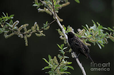 Vintage French Fashion Royalty Free Images - Blackbird in a Tree Royalty-Free Image by Rod Wiens